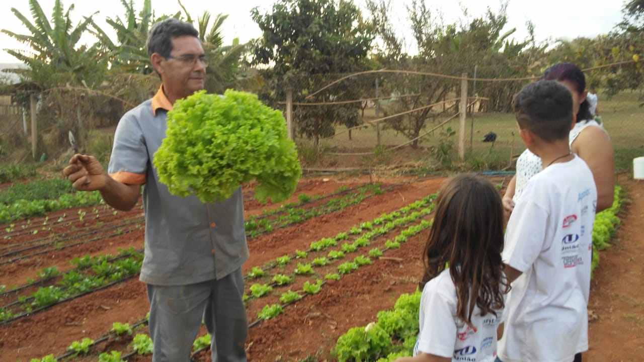Coleita-Alface-Horta-antiga--1-