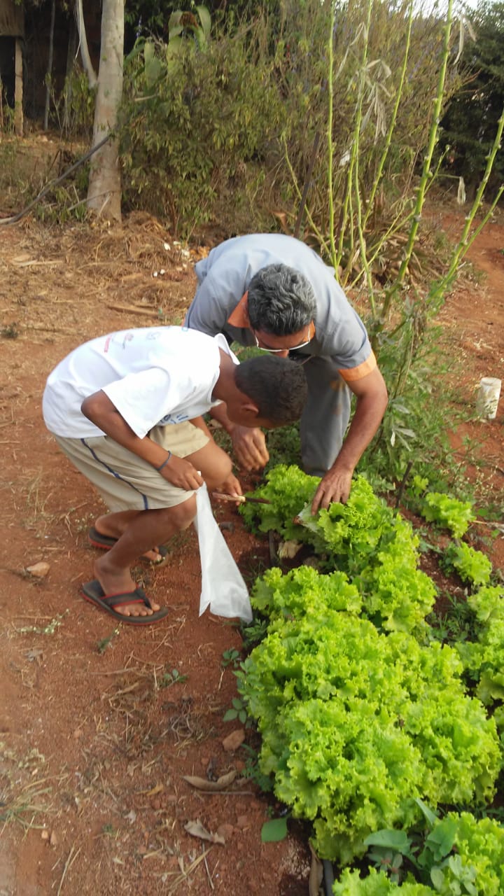 Coleita-Alface-Horta-antiga--4-