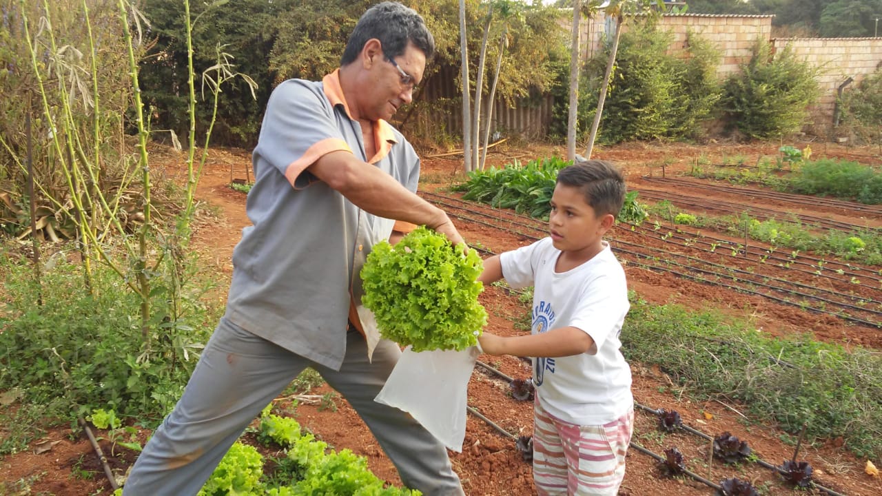 Coleita-Alface-Horta-antiga--6-
